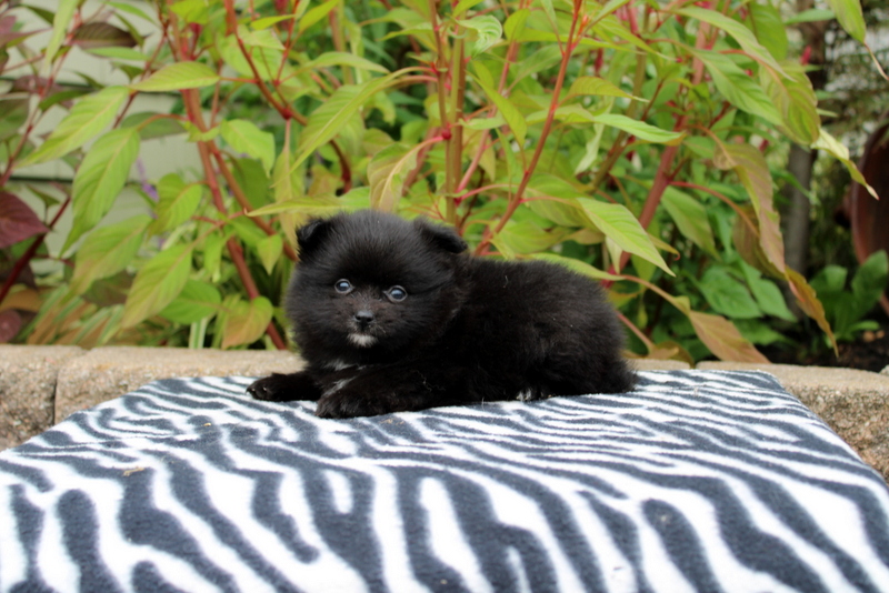 puppy, for, sale, Pomeranian, Matthew B. Stoltzfus, dog, breeder, Gap, PA, dog-breeder, puppy-for-sale, forsale, nearby, find, puppyfind, locator, puppylocator, aca